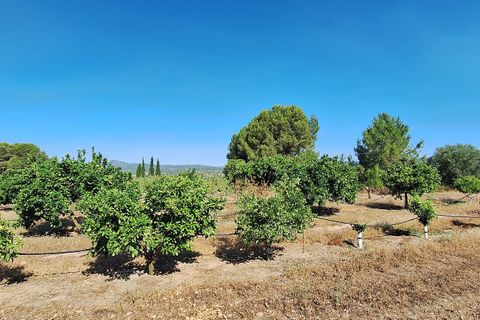 Finca i Ginestar, Tarragona, Ginestar - € 7 000 | Ref: CC846 - foto 4